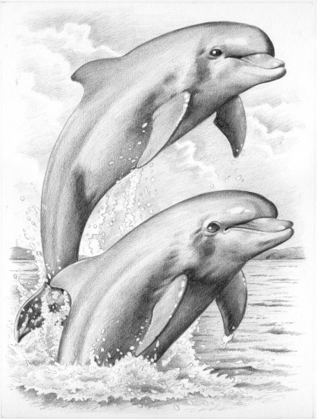 Reeves Skizzieren nach Zahlen Delfine