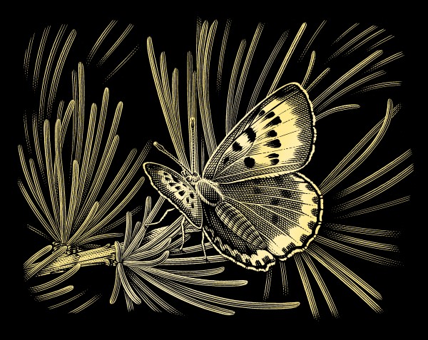 Reeves Gravurfolien Gold Schmetterling